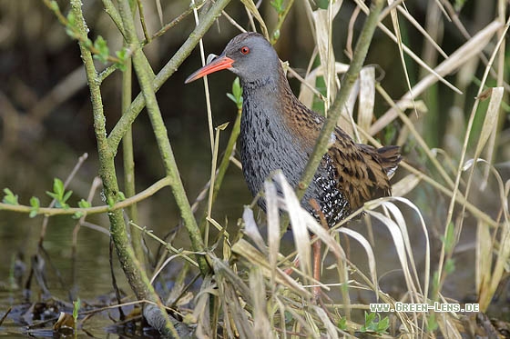 Wasserralle - Copyright Stefan Pfützke