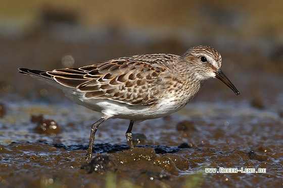 Weißbürzel-Strandläufer - Copyright Stefan Pfützke