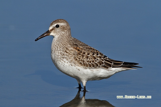 Weißbürzel-Strandläufer - Copyright Stefan Pfützke