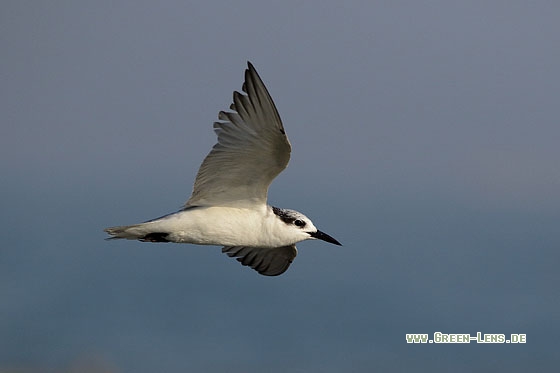 Weißbart-Seeschwalbe - Copyright Stefan Pfützke