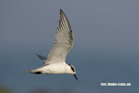 Weißbart-Seeschwalbe - Copyright Stefan Pfützke