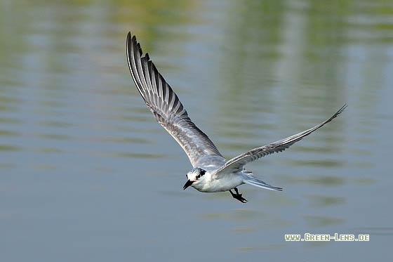 Weißbart-Seeschwalbe - Copyright Stefan Pfützke