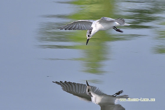 Weißbart-Seeschwalbe - Copyright Stefan Pfützke