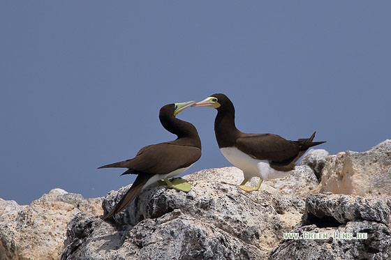 Weißbauchtölpel - Copyright Stefan Pfützke