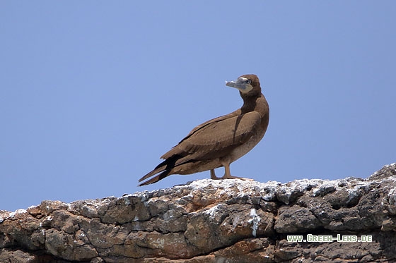 Weißbauchtölpel - Copyright Stefan Pfützke