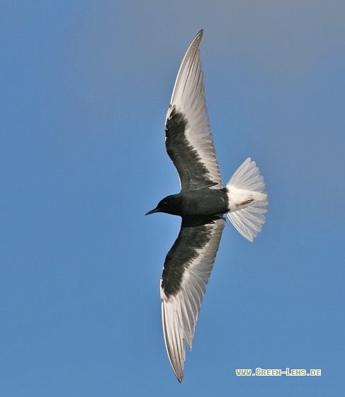 Weißflügel-Seeschwalbe - Copyright Stefan Pfützke