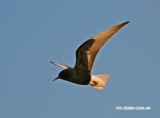 Weißflügel-Seeschwalbe - Copyright Stefan Pfützke