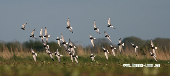 Weißflügel-Seeschwalbe - Copyright Stefan Pfützke