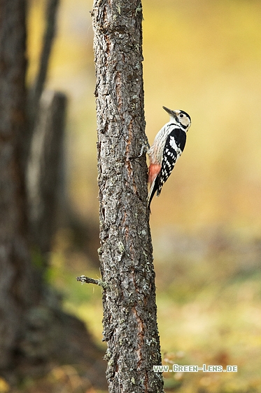 Weißrückenspecht - Copyright Mathias Putze