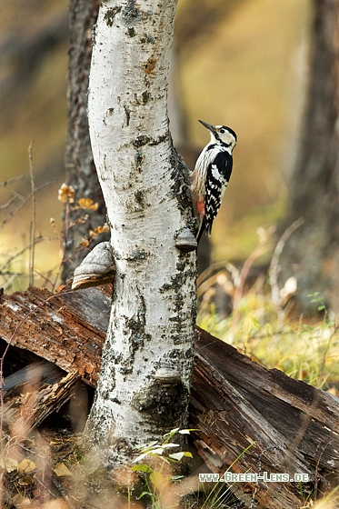 Weißrückenspecht - Copyright Mathias Putze