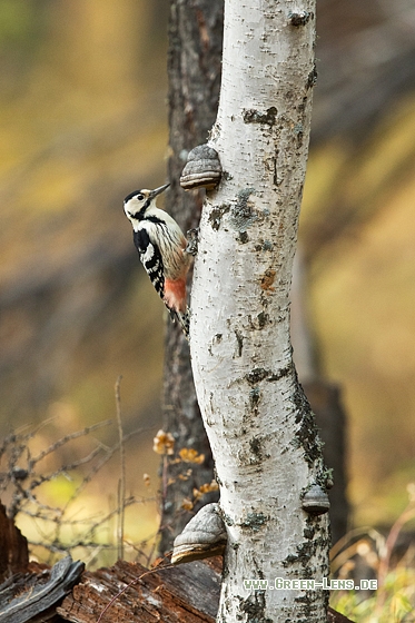 Weißrückenspecht - Copyright Mathias Putze