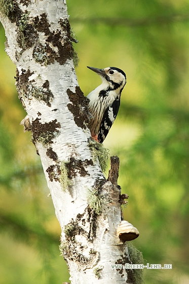 Weißrückenspecht - Copyright Mathias Putze