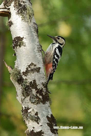 Weißrückenspecht - Copyright Mathias Putze