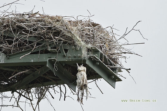 Weißstorch - Copyright Stefan Pfützke