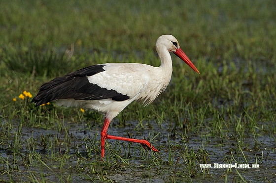 Weißstorch - Copyright Stefan Pfützke