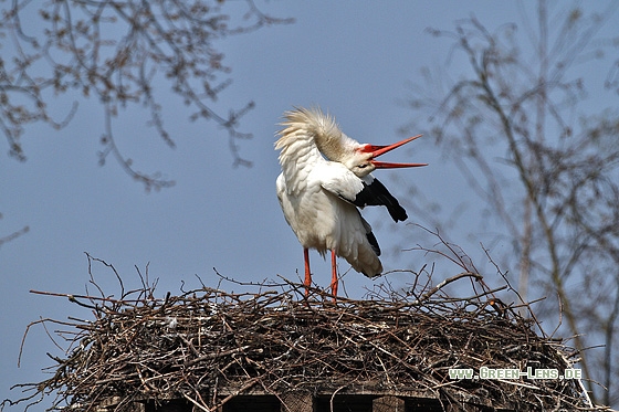 Weißstorch - Copyright Stefan Pfützke