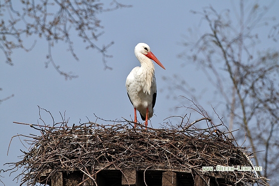 Weißstorch - Copyright Stefan Pfützke