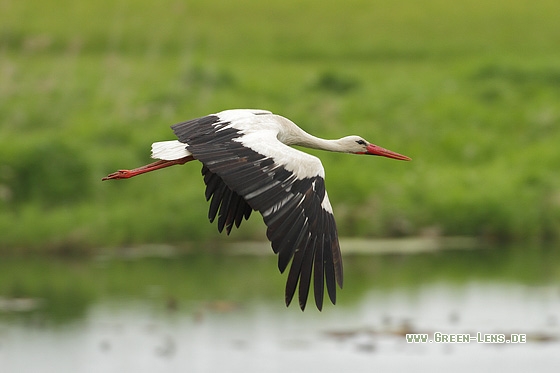 Weißstorch - Copyright Stefan Pfützke