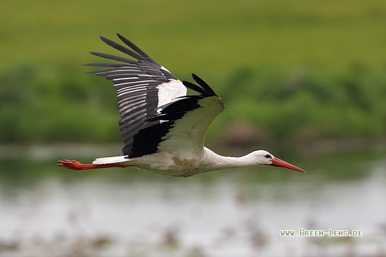 Weißstorch - Copyright Stefan Pfützke