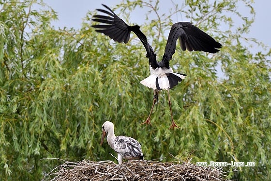 Schwarzstorch x Weißstorch - Copyright Stefan Pfützke