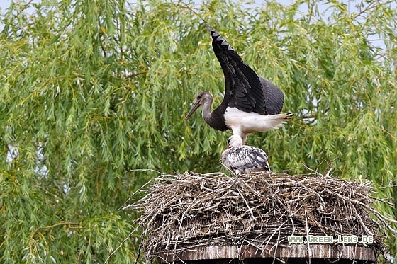 Schwarzstorch x Weißstorch - Copyright Stefan Pfützke