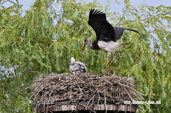 Schwarzstorch x Weißstorch - Copyright Stefan Pfützke