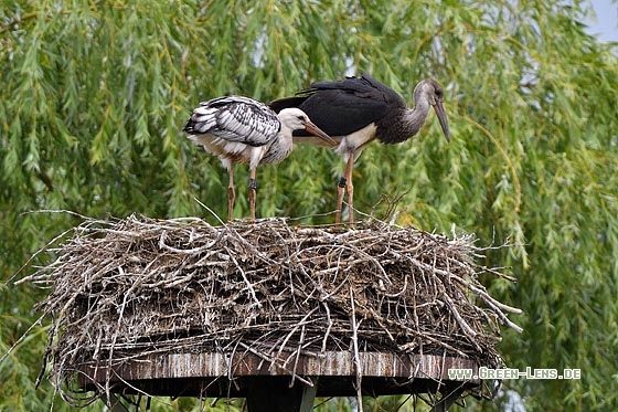 Schwarzstorch x Weißstorch - Copyright Stefan Pfützke