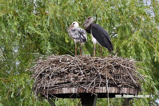 Schwarzstorch x Weißstorch - Copyright Stefan Pfützke