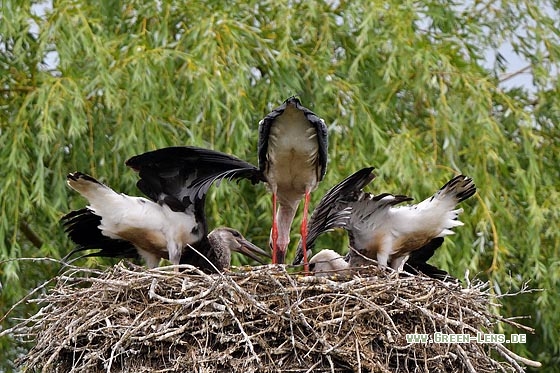 Schwarzstorch x Weißstorch - Copyright Stefan Pfützke