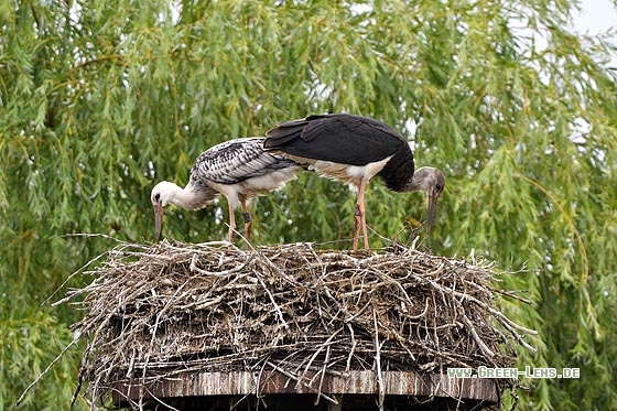 Schwarzstorch x Weißstorch - Copyright Stefan Pfützke