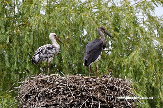 Schwarzstorch x Weißstorch - Copyright Stefan Pfützke