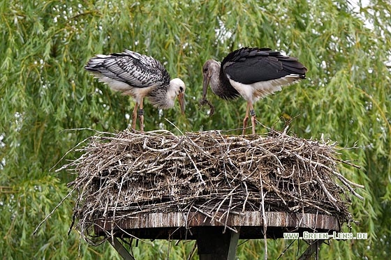 Schwarzstorch x Weißstorch - Copyright Stefan Pfützke