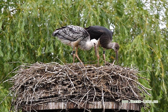 Schwarzstorch x Weißstorch - Copyright Stefan Pfützke