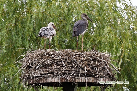 Schwarzstorch x Weißstorch - Copyright Stefan Pfützke