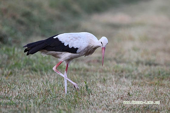 Weißstorch - Copyright Stefan Pfützke