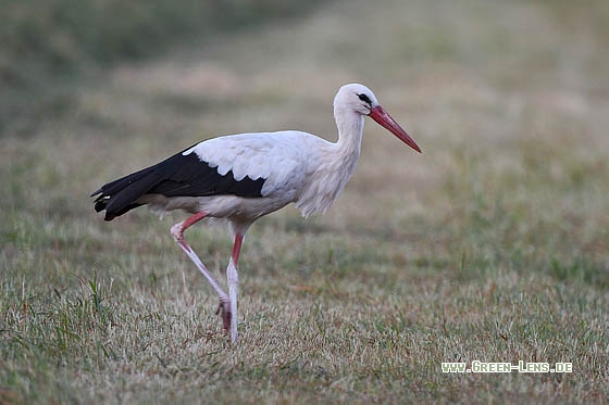 Weißstorch - Copyright Stefan Pfützke