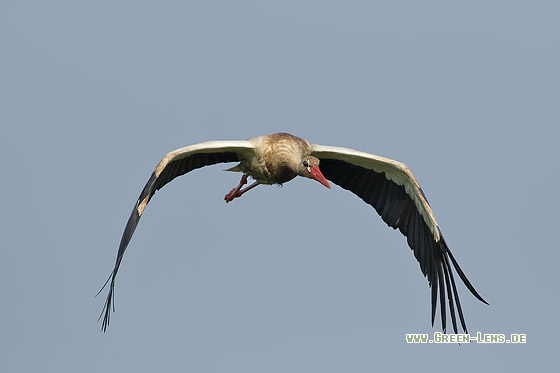 Weißstorch - Copyright Stefan Pfützke