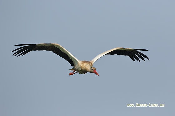 Weißstorch - Copyright Stefan Pfützke