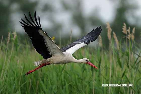 Weißstorch - Copyright Stefan Pfützke