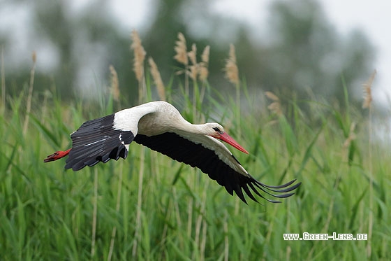 Weißstorch - Copyright Stefan Pfützke