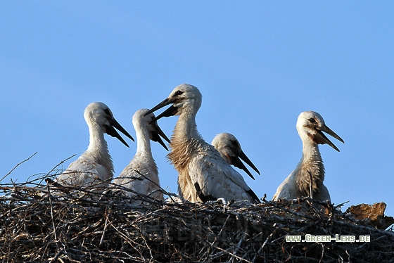 Weißstorch - Copyright Stefan Pfützke