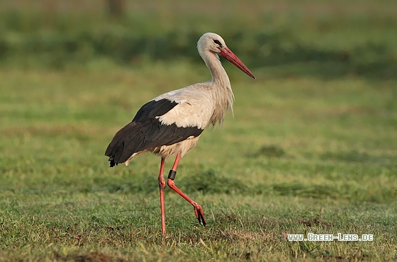 Weißstorch - Copyright Stefan Pfützke