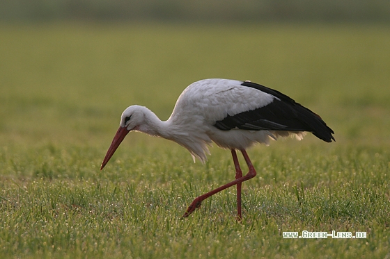 Weißstorch - Copyright Stefan Pfützke