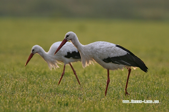 Weißstorch - Copyright Stefan Pfützke