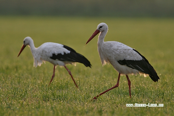 Weißstorch - Copyright Stefan Pfützke