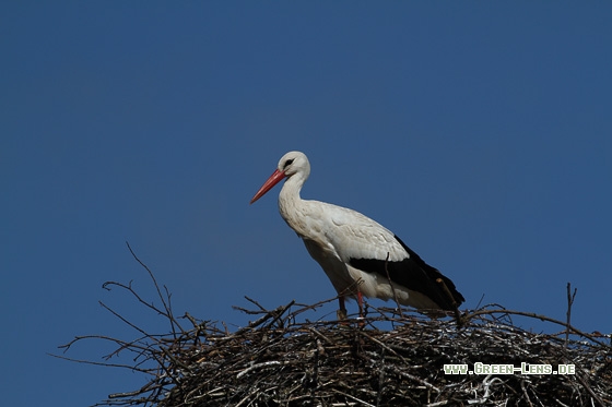 Weißstorch - Copyright Stefan Pfützke