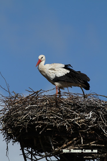 Weißstorch - Copyright Stefan Pfützke