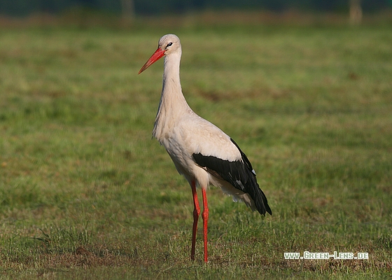 Weißstorch - Copyright Stefan Pfützke