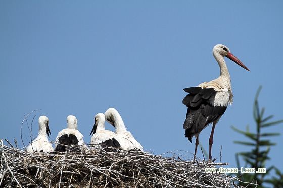 Weißstorch - Copyright Stefan Pfützke