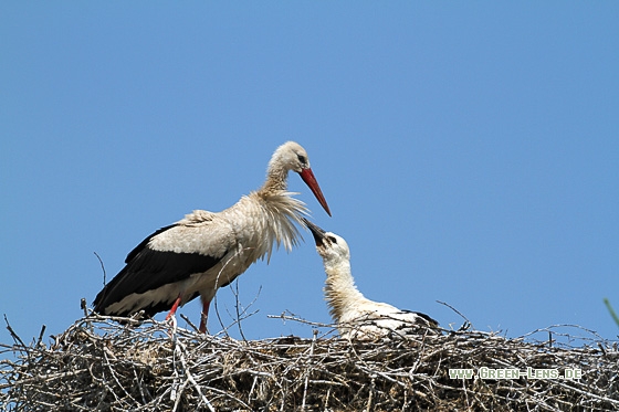 Weißstorch - Copyright Stefan Pfützke